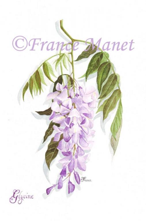 Glycine