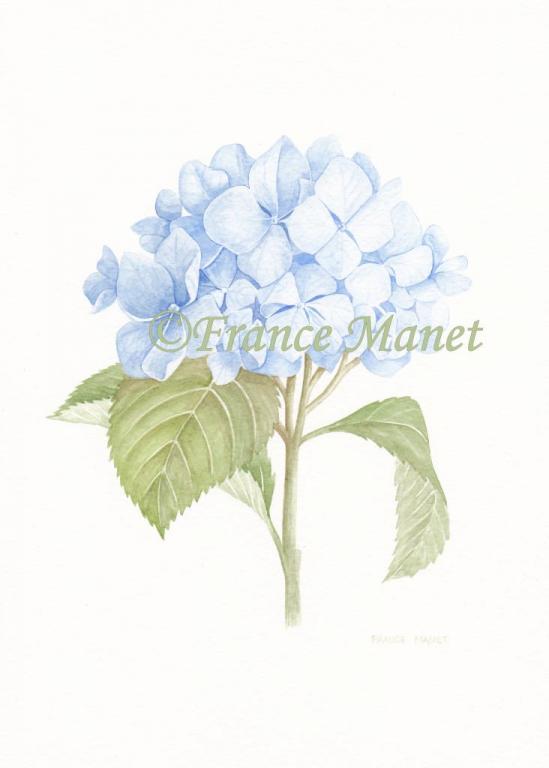 Hortensia Bleu