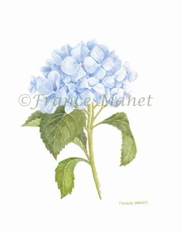 Hortensia 