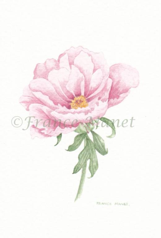  Pivoine Rose