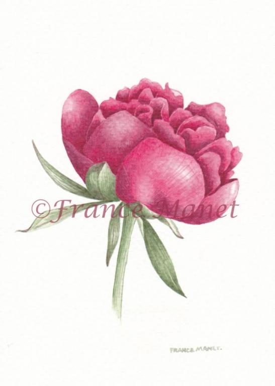 Pivoine Fushia