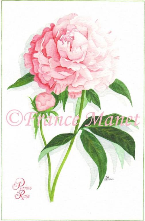 Pivoine rose